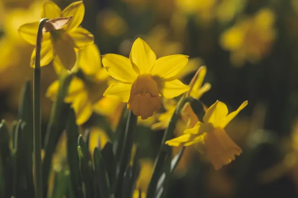 Daffodil "February Gold"