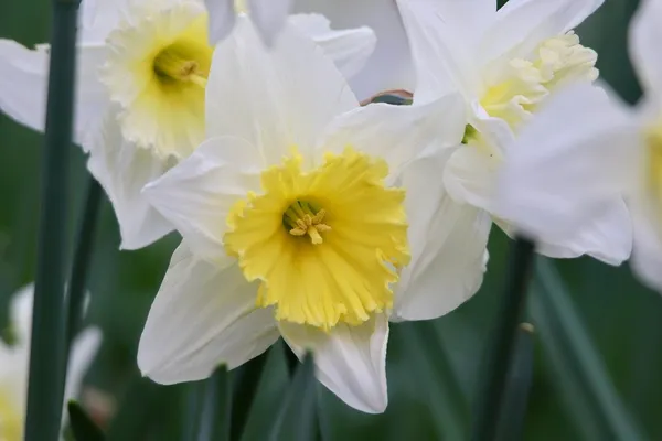Best Daffodil Varieties: Ice Follies