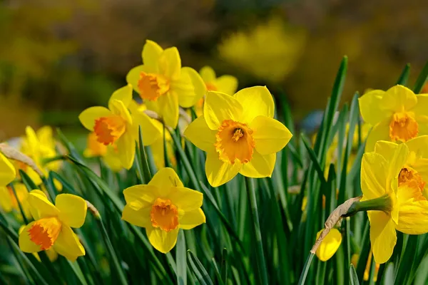 Narcis Jetfire