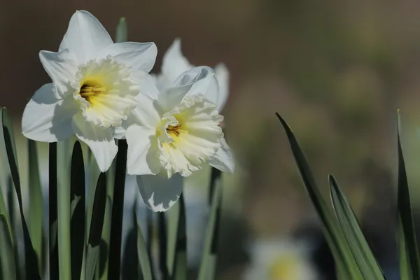 Best Daffodil Varieties: Mount Hood