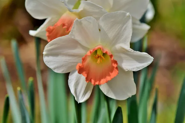 Daffodil Pink Charm