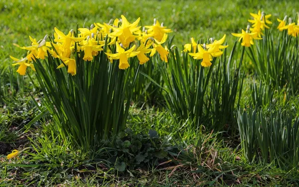 Best Daffodil Varieties: Tête-à-Tête