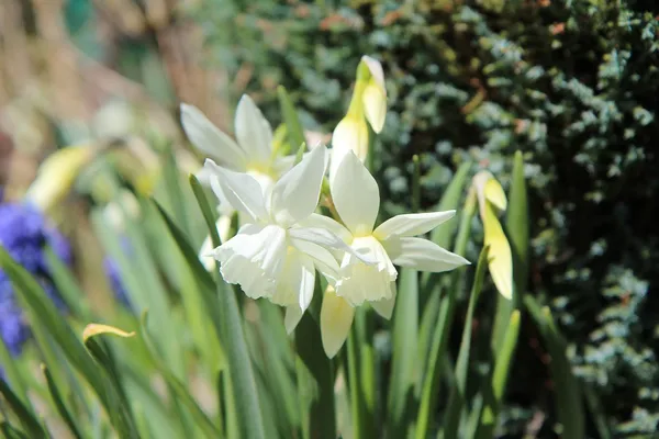 Narcis Thalia