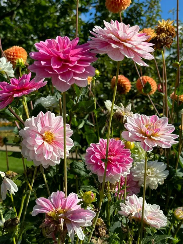 Summer Bulbs: Dahlias