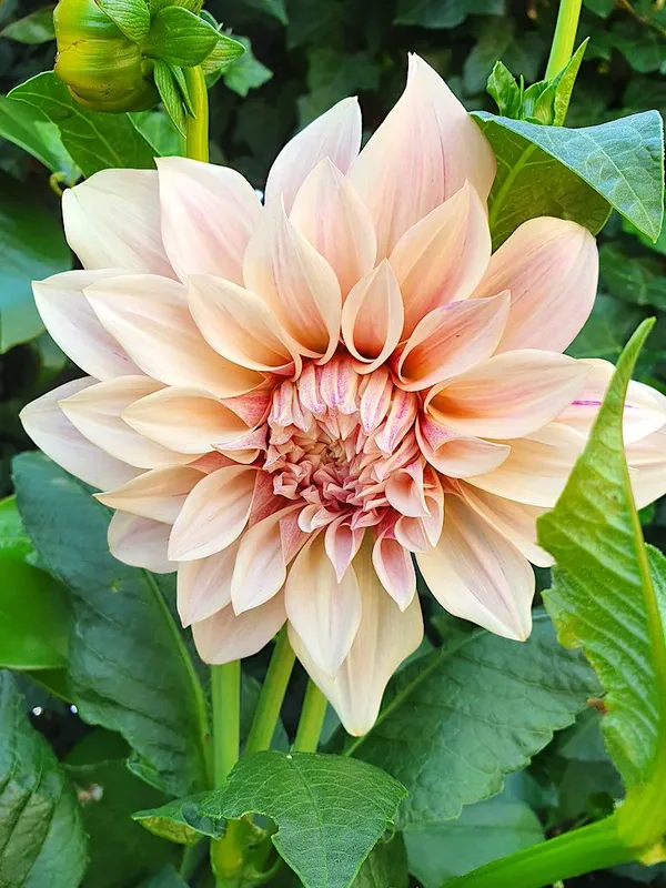 Dahlia Varieties: Ornamental Dahlias (Dahlia Cafe au Lait)