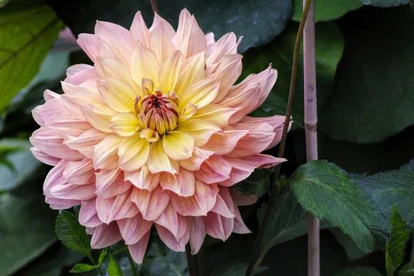 Support summer bulbs