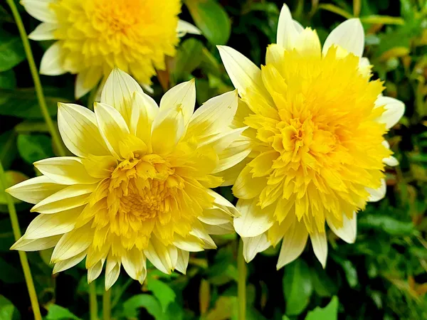Dahlia Varieties and Care: Anemone-flowered Dahlias (Dahlia Paso Doble)