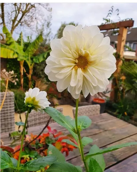 Planting Dahlias in a Pot