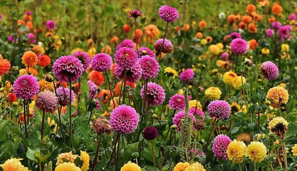 Dahlia Varieties: Pompon Dahlia and Ball Dahlia