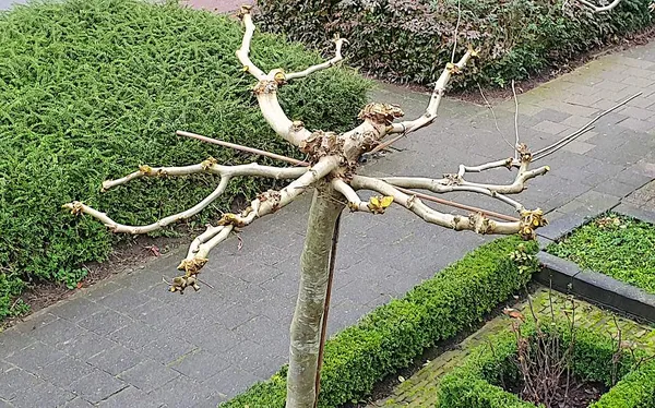Pruning a roof plane tree: Here’s how to prune a roof plane tree.