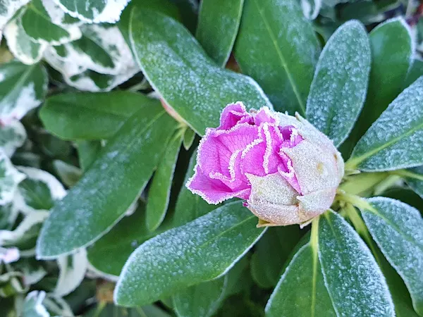 Early blooming, late frost: a risk of losing the flower buds