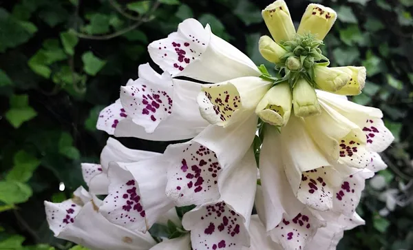 Plants for Shade - Digitalis purpurea (foxglove)