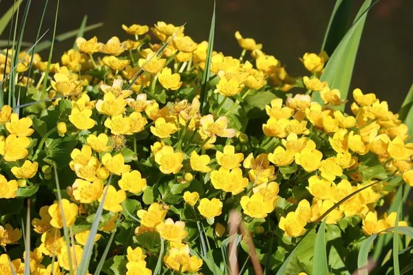 yellow marsh marigold