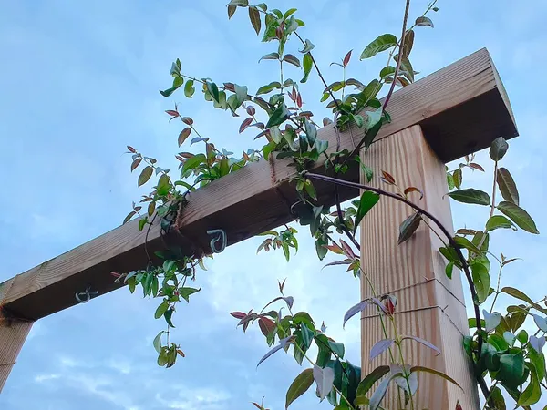 Douglas fir pergola