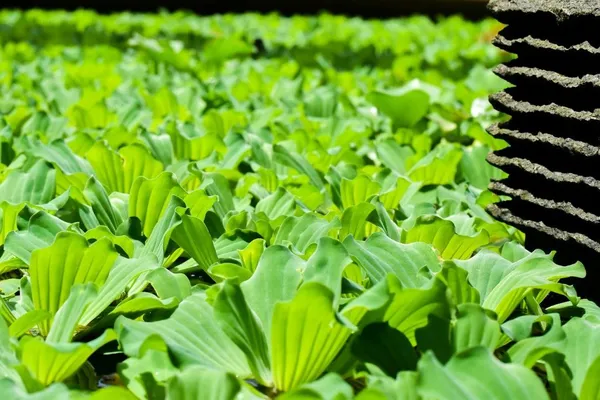 Pond Plants: Floating Plants