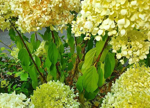 Hydrangea Drought - Hydrangea Leaves Are Wilted