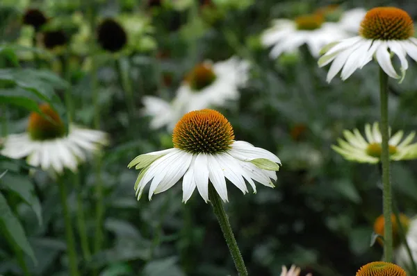 A white garden with Echinacea flowers
