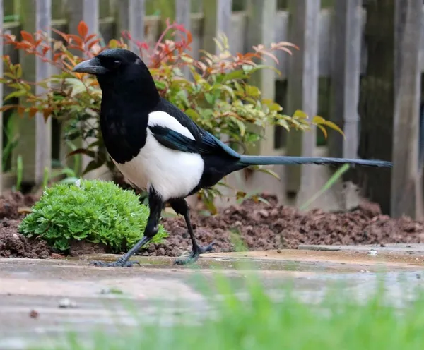 Magpie in the Garden