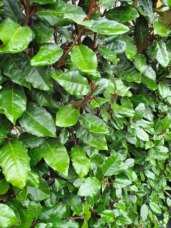 olive willow hedge