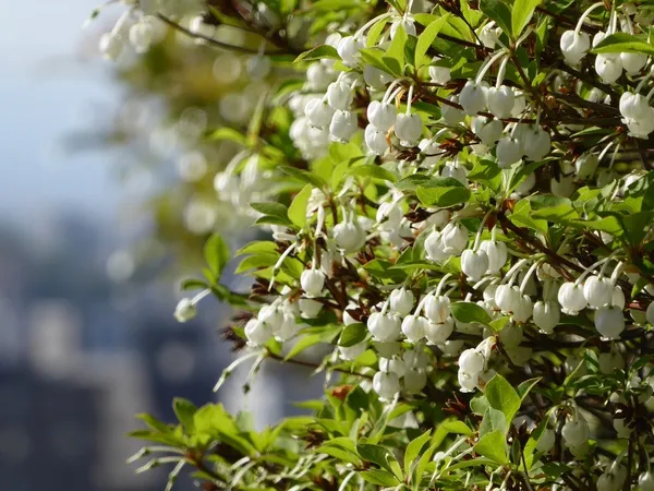 Enkianthus, or showy bellflower, in bloom
