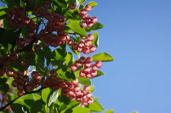 Enkianthus