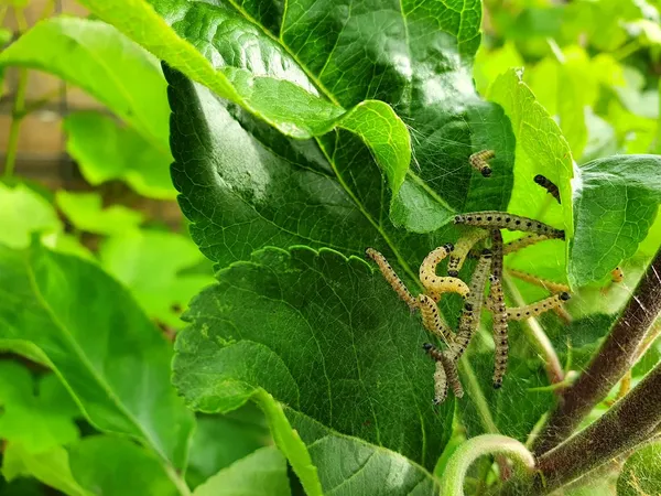 Webworm / Spotted Moth caterpillars in the tree