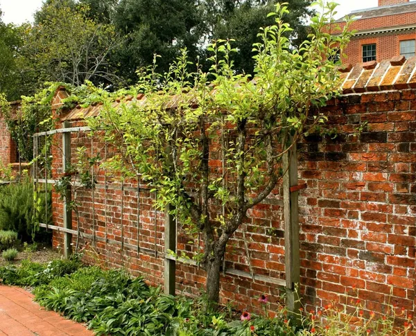 fruit tree against the south wall