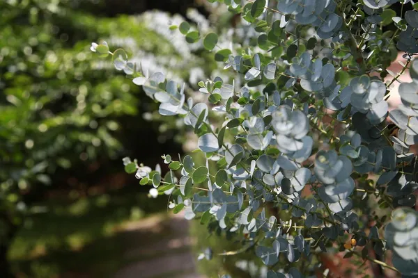 Evergreen Trees - Eucalyptus gunni