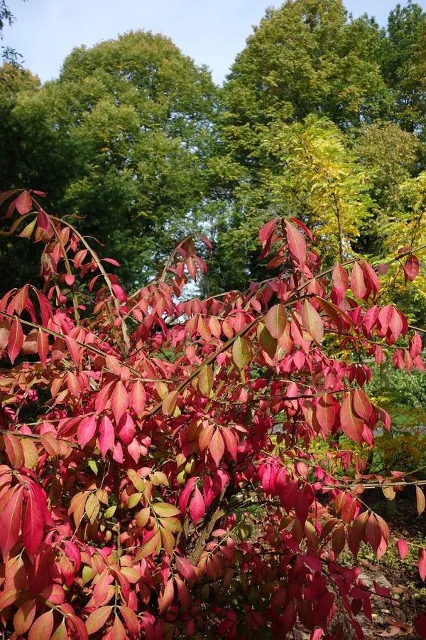 Cardinal's Hat in the Fall