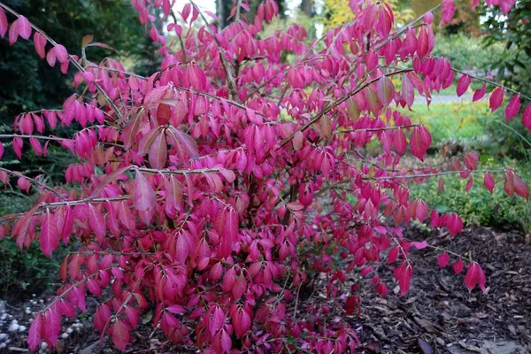 Fall Colors in a Small Garden - Cardinal's Hat Euonymus in Fall