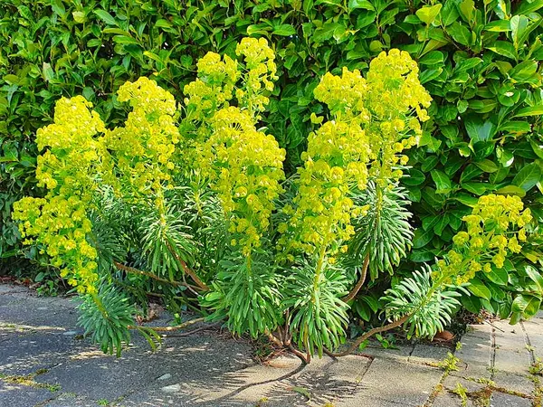 Evergreen Perennials - Euphorbia