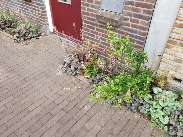 Shaded Facade Garden (Heuchera, Brunnera)