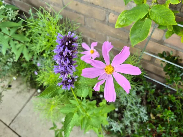 narrow border - front yard garden