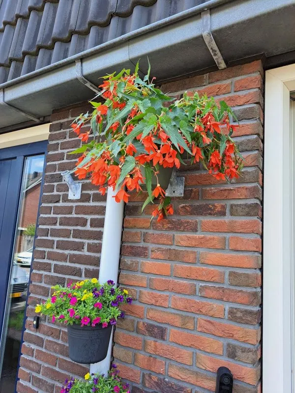 Facade Oasis