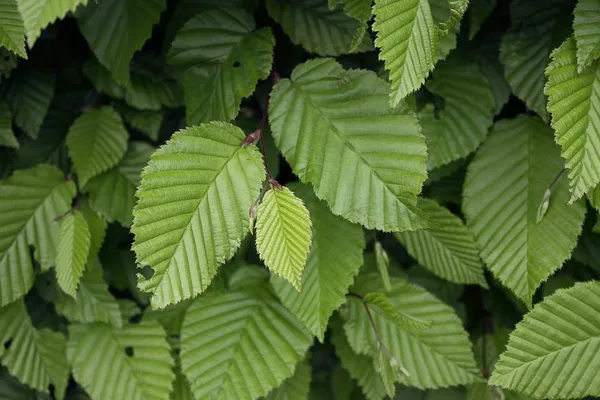 beech hedge foliage 
