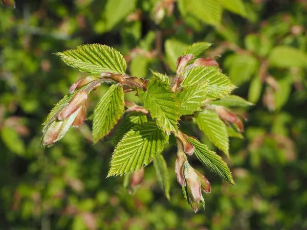 young leaves of Fagus sylvatica (beech hedge)