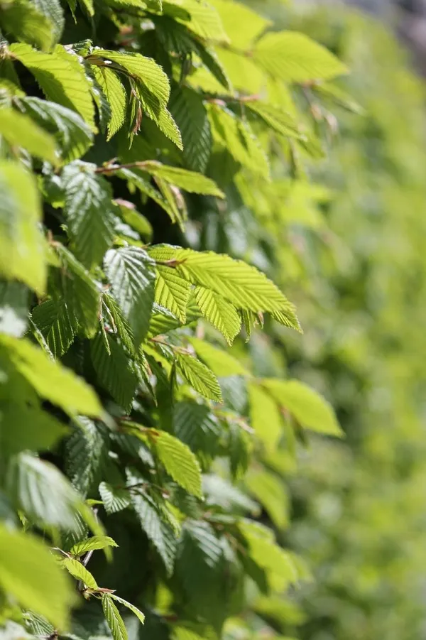 trimmed hedge