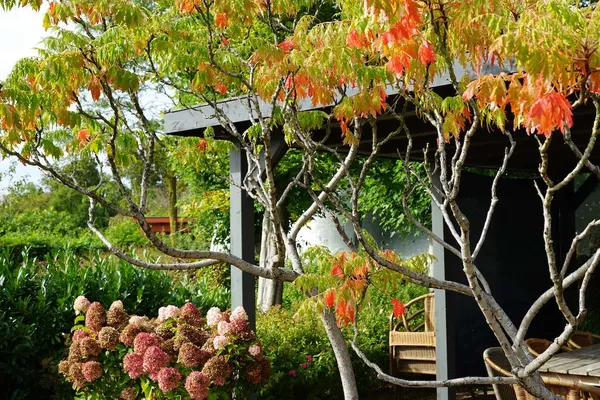 Multi-stemmed tree - sumac (Rhus)