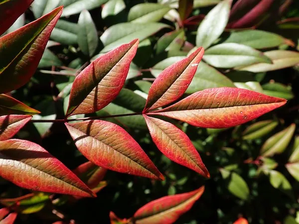 Autumn-Leaf Nandina