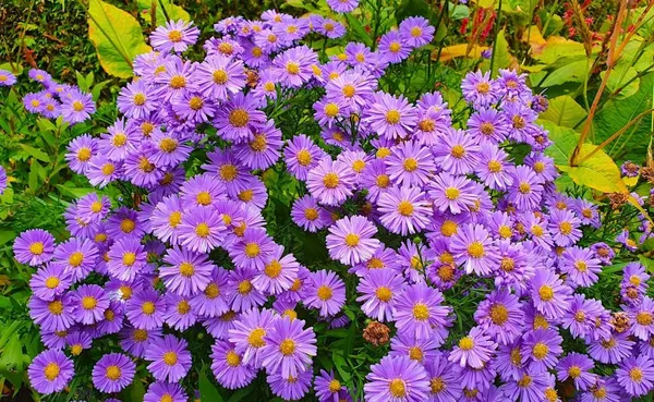 Plants that bloom in November - fall-blooming plants - Aster