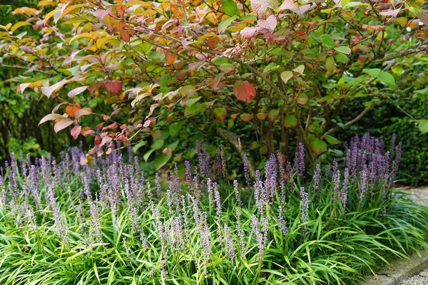 Groundcovers under a tree or shrub: Liriope