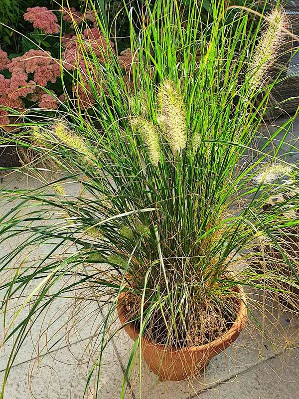 Ornamental Grasses in Pots