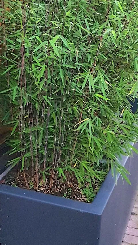 Potted plants on the balcony for more privacy
