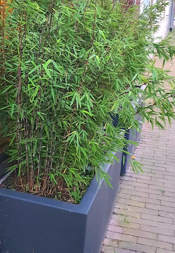 Is bamboo suitable for growing in a pot or planter?