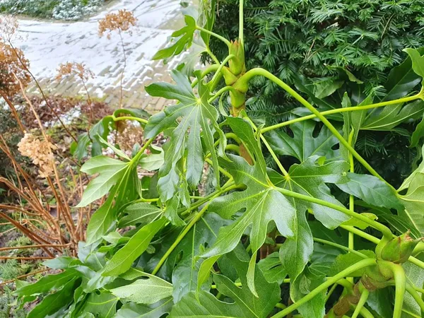Do you need to protect Fatsia from frost?