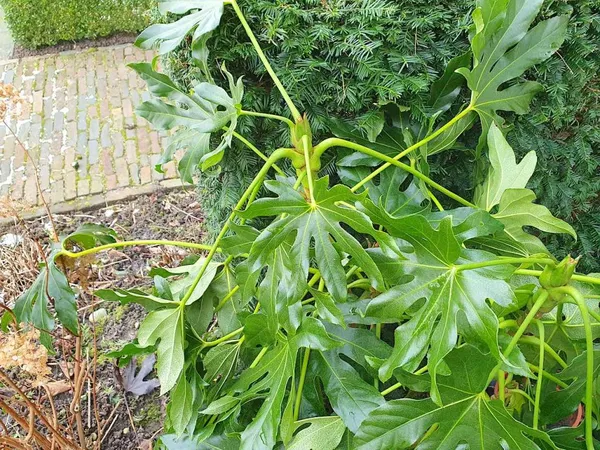 The leaves of the peace lily droop in winter