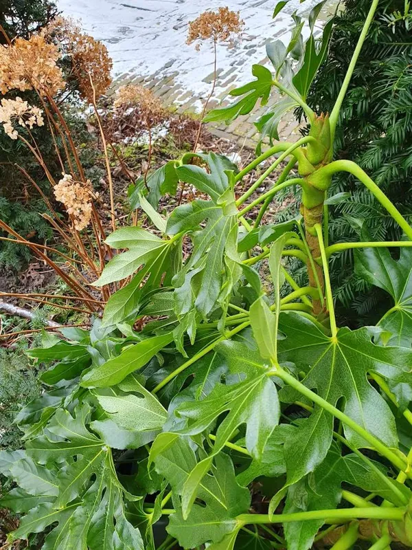 Finger Plant in Winter