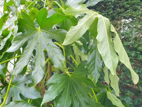 Fatsia leaves droop in frosty weather