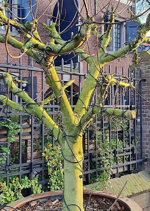 Which trees can be grown in a pot or planter?