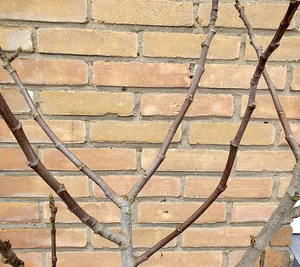 Pruning a fig tree into an espalier shape
